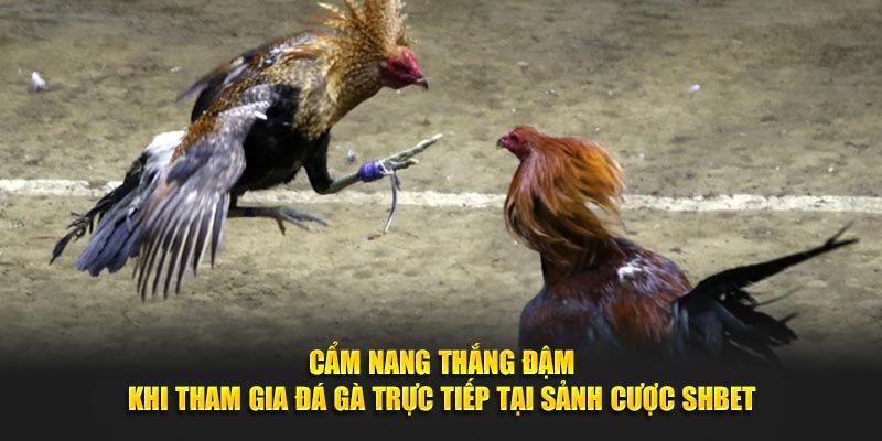 Cẩm nang thắng đậm khi tham gia đá gà trực tiếp tại sảnh cược SHBET