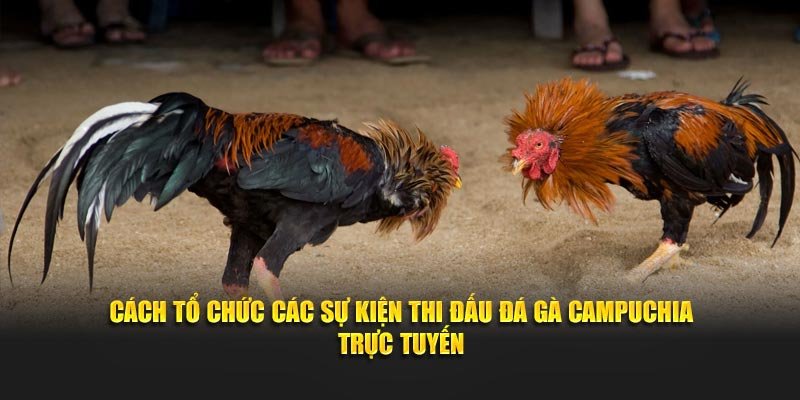 Cách tổ chức các sự kiện thi đấu đá gà Campuchia trực tuyến