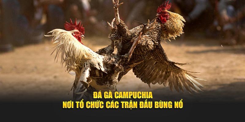 Đá Gà Campuchia Tại SHBET- Nơi Tổ Chức Các Trận Đấu Bùng Nổ
