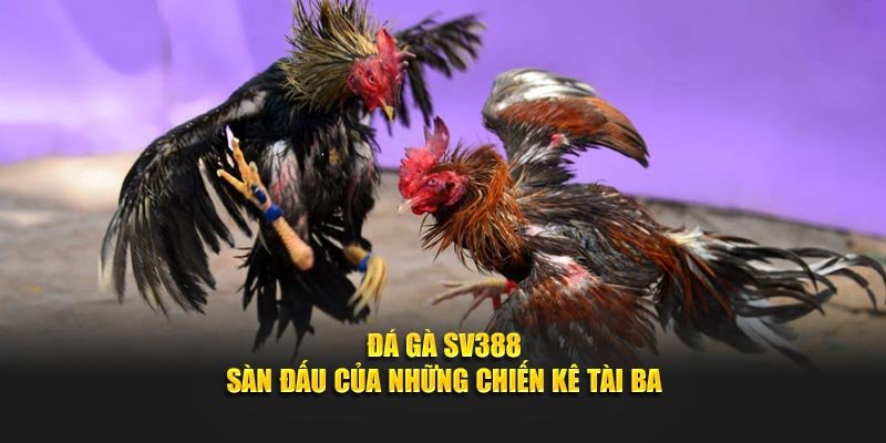 Đá Gà SV388 Tại SHBET - Sàn Đấu Của Những Chiến Kê Tài Ba