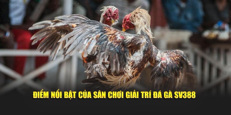 Điểm nổi bật của sân chơi giải trí đá gà SV388