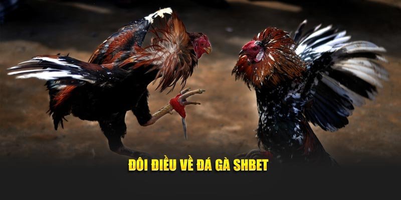 Đôi điều về đá gà SHBET
