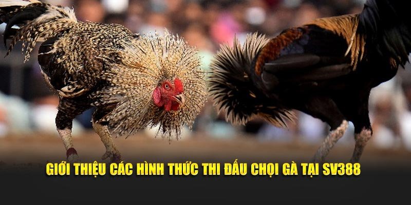 Giới thiệu các hình thức thi đấu chọi gà tại SV388