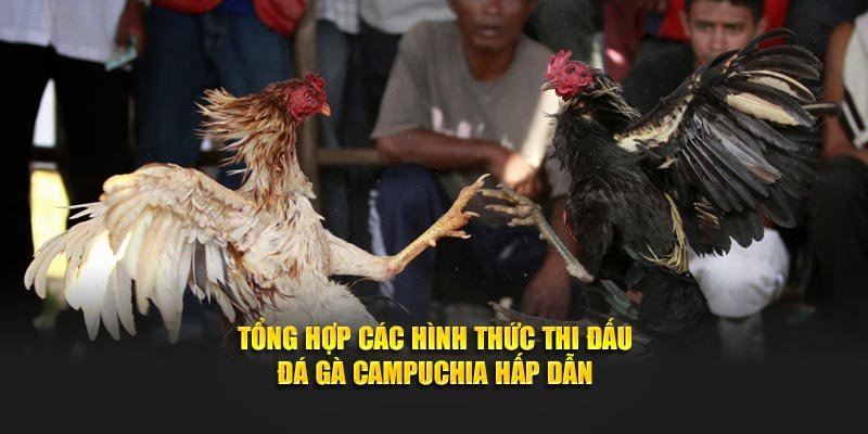 Tổng hợp các hình thức thi đấu đá gà Campuchia hấp dẫn